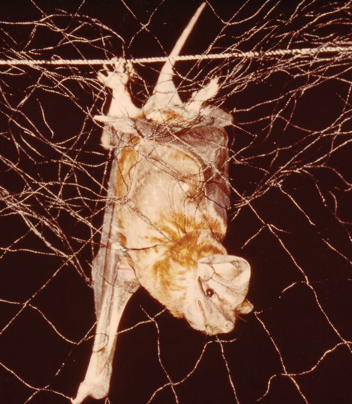 Bat caught in a net