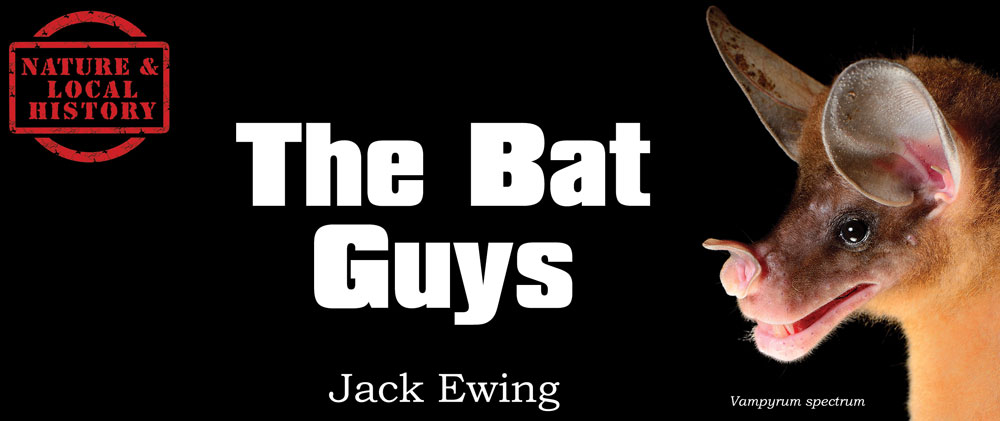 The Bat Guys header