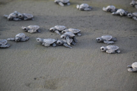 Turtles heading toward surf