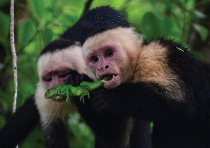 Two monkeys eating a lizard