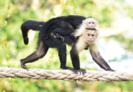 Mother and baby monkey crossing rope bridge