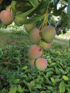Bunch of mangoes in a tree